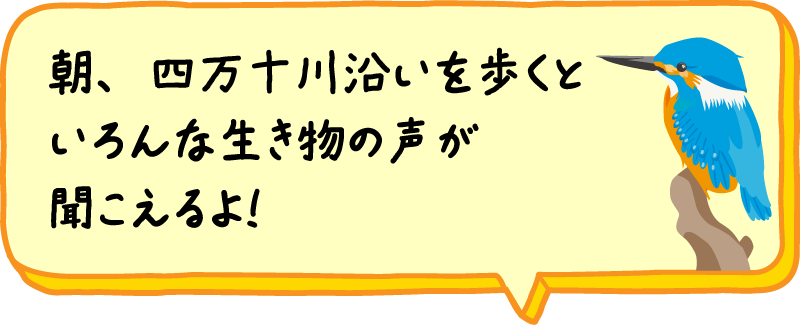 朝、四万十川沿いを歩くといろんな生き物の声が聞こえるよ！